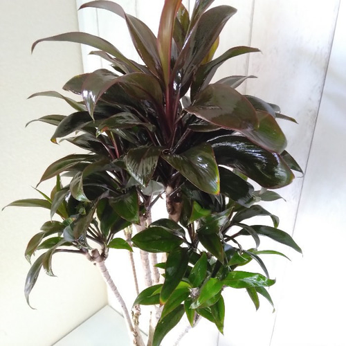 現品】コルジリネ【パープルコンパクタ】 個性的樹形の観葉植物 高級