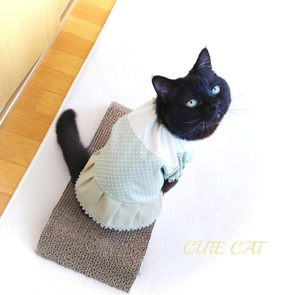 猫服抹茶カラーワンピ 8枚目の画像