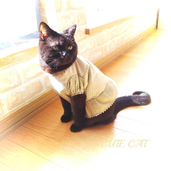 猫服抹茶カラーワンピ 7枚目の画像