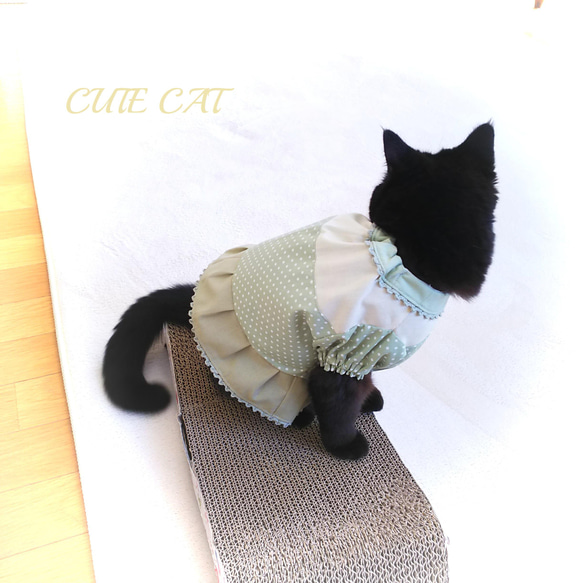 猫服抹茶カラーワンピ 6枚目の画像