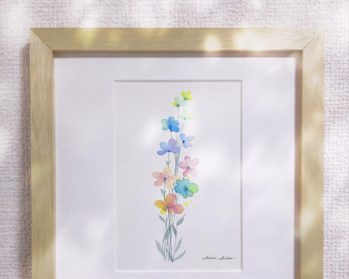 虹色の花-コスモス 透明水彩原画 プレゼント イラスト Annie