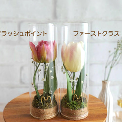 贈り物に◎Fivaci{ﾌｨﾊﾞｰﾁ}チューリップのボトルflower《ドライフラワー◎インテリアや贈り物に◎植物標本》 2枚目の画像