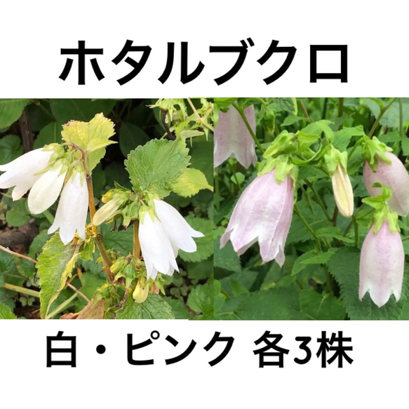 ホタルブクロ ピンク 大小2苗 楽天市場】桃花二重咲きホタルブクロ 9cm