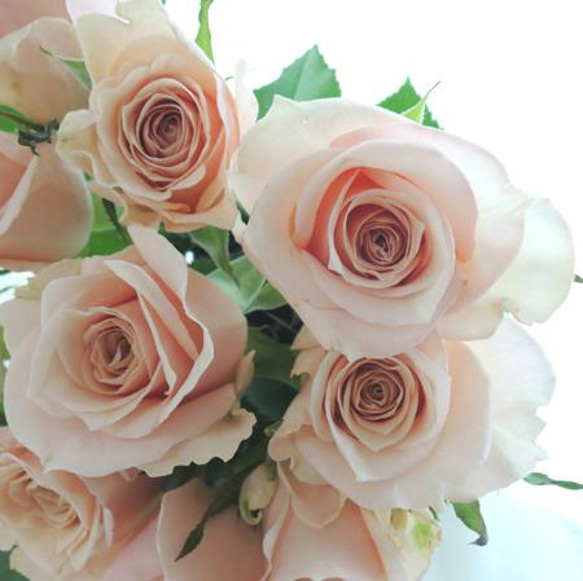 切り花品種バラ苗 レアバラ Victorian Peac♡ Rose