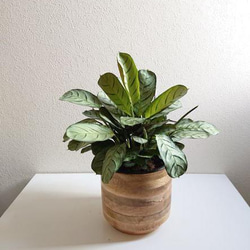 ○数量限定○希少○”カラテア・マランタ アマグリス 5号size 天然木鉢