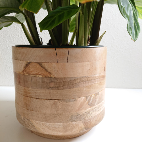 ○数量限定○希少○”カラテア・マランタ アマグリス 5号size 天然木鉢