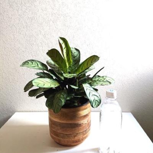 ○数量限定○希少○”カラテア・マランタ アマグリス 5号size 天然木鉢