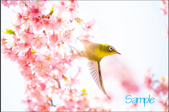 ◆　桜にメジロ 1枚目の画像
