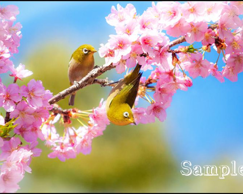 メジロにさくら 写真・グラフィック マークOhara写真館 通販 13605415