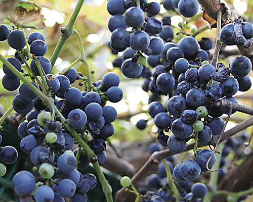 山ぶどう 一才ヤマブドウ☆天然のブドウ☆濃厚で美味☆一本で鈴なり☆根はり