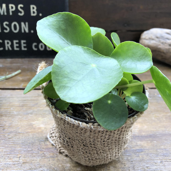 ぺぺロミオイデス♡ピレア♡観葉植物♡ガーデニング 6枚目の画像