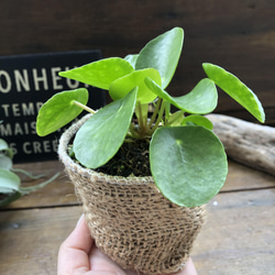 ぺぺロミオイデス♡ピレア♡観葉植物♡ガーデニング 11枚目の画像