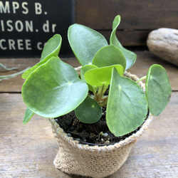 ぺぺロミオイデス♡ピレア♡観葉植物♡ガーデニング 12枚目の画像