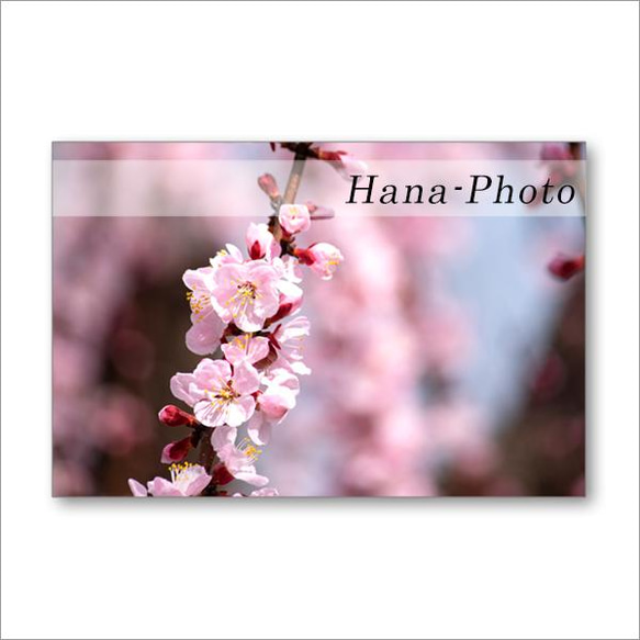 1515）春の木の花たち　 ポストカード5枚組 5枚目の画像
