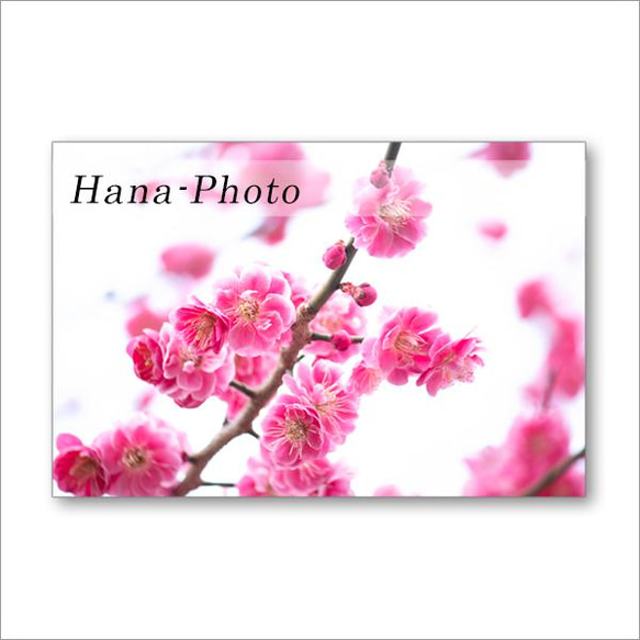 1515）春の木の花たち　 ポストカード5枚組 2枚目の画像