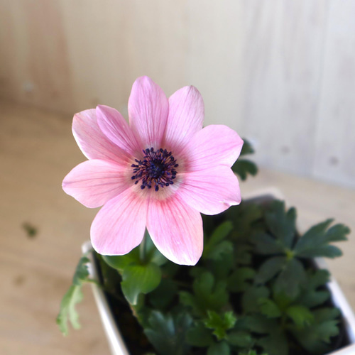 アネモネ パブニナ 3.5号 | 早春に咲く球根性多年草 - 株式会社
