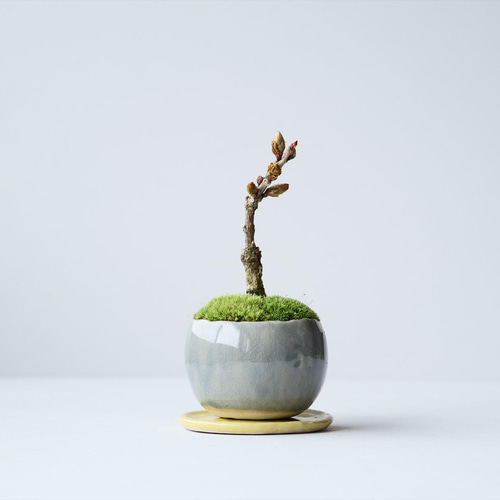 フジ｜青銀のうつわ 盆栽 Sekibokka 通販 13608784｜Creema(クリーマ)