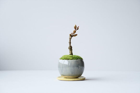 フジ｜青銀のうつわ 盆栽 Sekibokka 通販 13608784｜Creema(クリーマ)