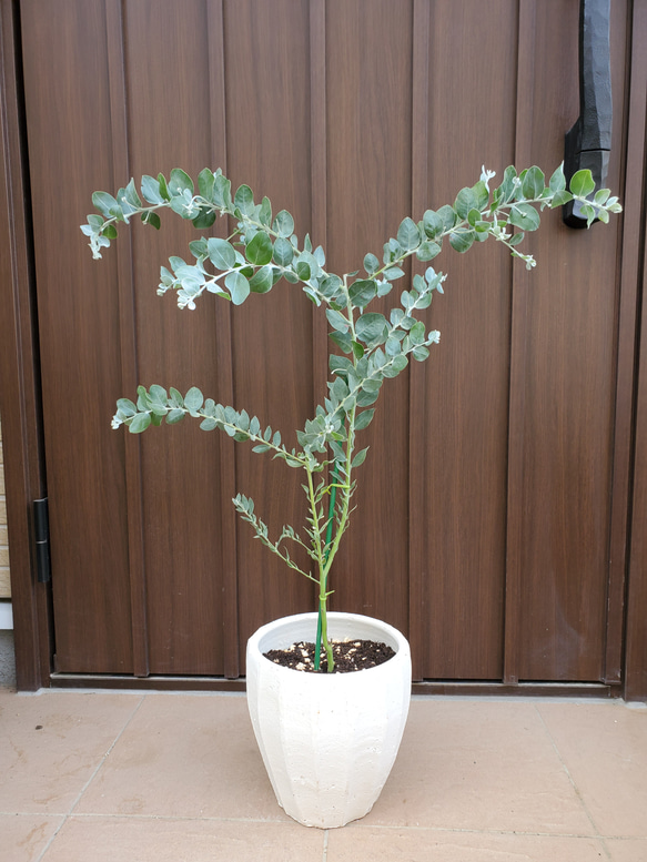 8号 フラワー・ガーデニング パールアカシア テラコッタ鉢植え ミモザ 苗