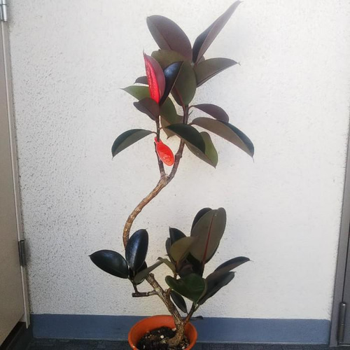 フィカス　バーガンディ　曲がり　 黒ゴム 169 フィカス バーガンディ 曲がり 黒ゴム 169 現品】フィカスバーガンディ