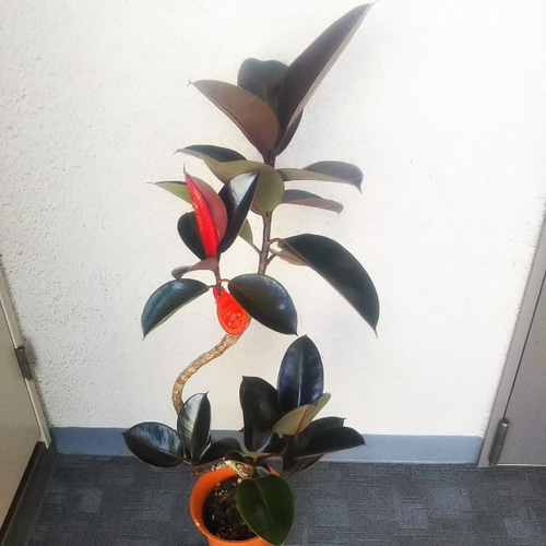 現品】フィカスバーガンディ 【黒ゴム】曲がり 大型観葉植物 高さ102