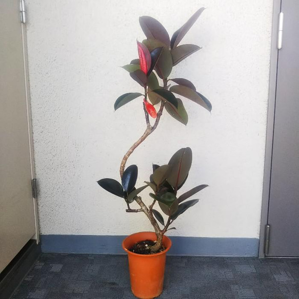 現品】フィカスバーガンディ 【黒ゴム】曲がり 大型観葉植物 高さ102