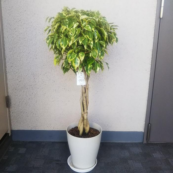 ⑪ フィカス ベンジャミン ネジリ仕立て 8号 特大苗木最高等級