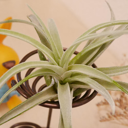 エアープランツ&ホルダーのセット販売 (Ｂ級品) 葉数の多いハリシー付き チランジア ティランジア 観葉植物 14枚目の画像