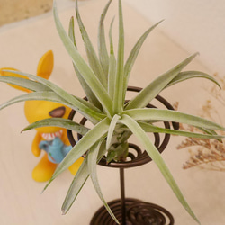 エアープランツ&ホルダーのセット販売 (Ｂ級品) 葉数の多いハリシー付き チランジア ティランジア 観葉植物 10枚目の画像