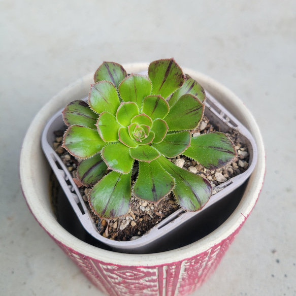 多肉植物❤アエオニウム❤まだら法師❤抜き苗 その他インテリア雑貨 
