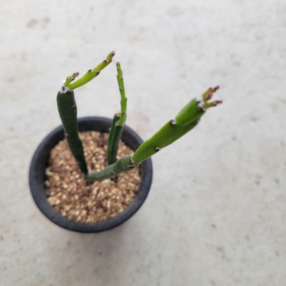 観葉植物❤レア❤リプサリス❤デイシミリス❤抜き苗 3枚目の画像
