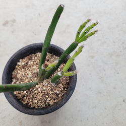 19#多肉植物アエオニウム❤️ サンデルシ— ❤️ 7頭8cm 拔き苗 日本花キ流通 多肉植物 caアエオニウム サンデルシー アエオニウム 7.5