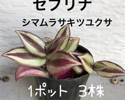 ヒマラヤトキソウ、ムラサキセセンブリ、 ヒマラヤトキソウ、ムラサキ