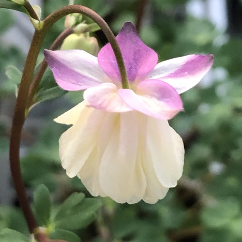 珍しいお花です。オオグルマ根付き苗 こじ