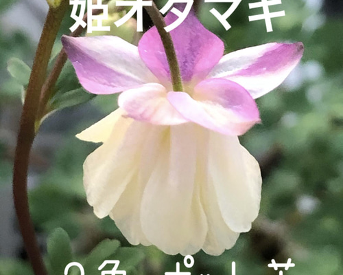 山野草 色丹固有種 カタオカソウ 12cmポット2個セット 山野草 13