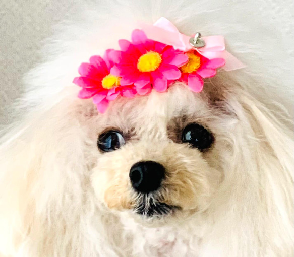 ペット　犬用　ハンドメイド  春ヘア飾り　ヘアアクセサリー　リボン　バレッタ 4枚目の画像