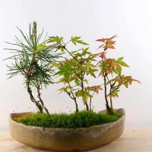 黒松、ヤブコウジ、リュウノヒゲ寄せ植え盆栽 3-6 黒松と山