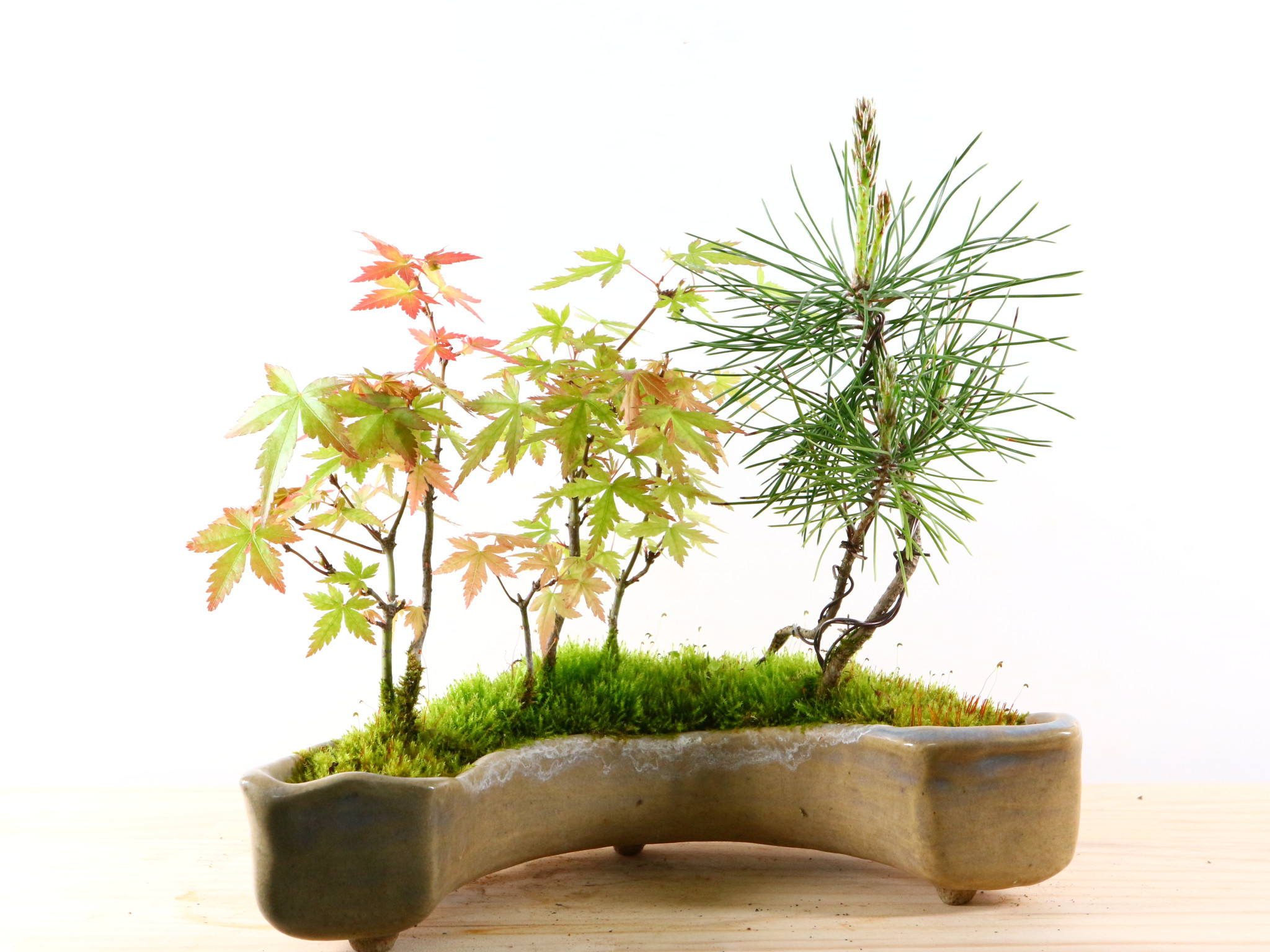 盆栽 実生 山もみじ 1鉢のみ 寄せ植え