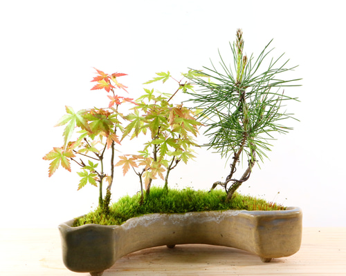 中型 モミジ盆栽 寄せ植え山モミジ 中型 モミジ盆栽 寄せ植え山モミジ