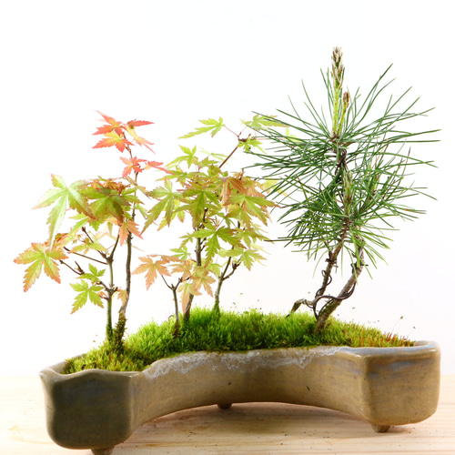 3-6 黒松と山モミジの寄せ植え 半月型デザイン鉢 小品盆栽 おしゃれ