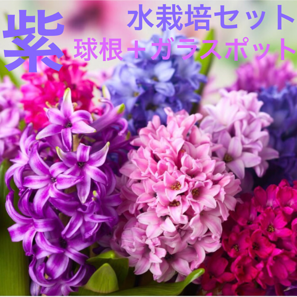 ヒヤシンス 水栽培セット 球根＋花瓶 一輪挿し・花瓶・花器 森の