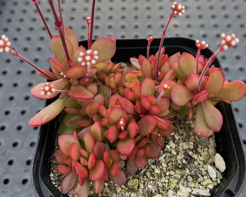 多肉植物♡可愛い紅稚児(^^)抜き苗 多肉植物 紅稚児 抜き苗 - メルカリ