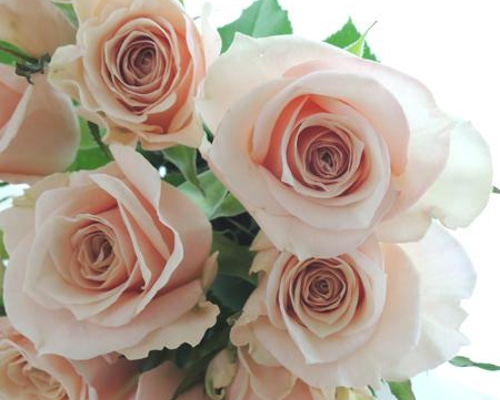 レア‼️ 切り花品種 薔薇 レア切花品種・薔薇☆ペットにも安心なトゲなしバラA☆4号ロング