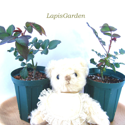 レア切花品種・薔薇☆ペットにも安心なトゲなしバラA☆4号ロング