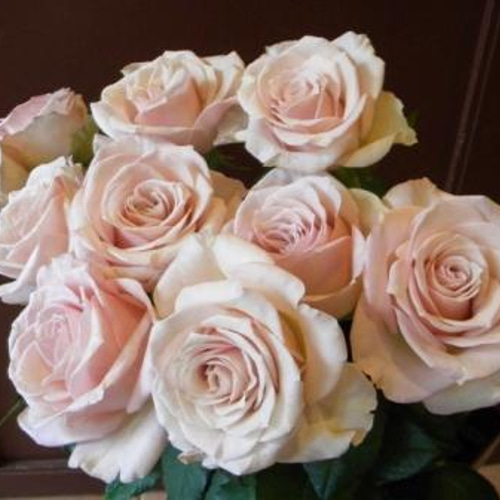 レア‼️切り花品種 薔薇 レア切花品種・薔薇☆ペットにも安心なトゲなしバラA☆4号ロング