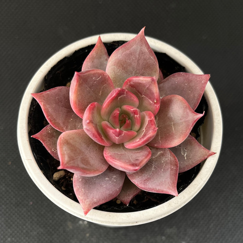 ビューティーリリー 多肉植物 多肉植物 kanomarihome 通販 13614336