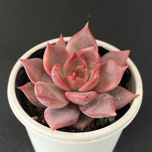 専用コーナー　ピンクウォーターリリー錦　ブラックピンク錦　多肉植物　輸入苗 Amazon.co.jp: 13ピンクプリティ錦イータニク多肉植物 韓国苗