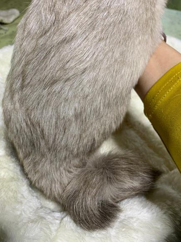 【オーダーメイド例_TENくん】羊毛フェルト、猫ぬいぐるみ、フェルト猫、半立体肖像画、オーダーメイド 11枚目の画像