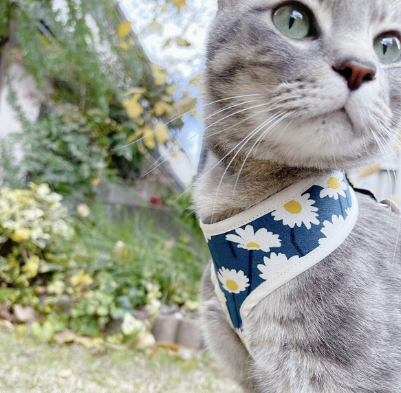 【瑪格麗特 x 沙米色】貓背帶 貓背帶 第3張的照片