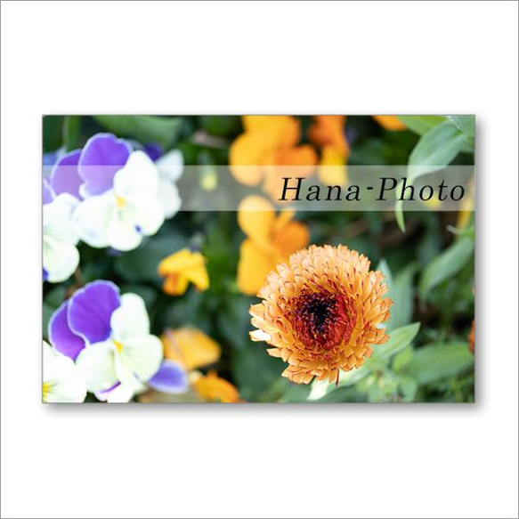 1516）カラフルな春の花たち　　　 ポストカード5枚組 3枚目の画像
